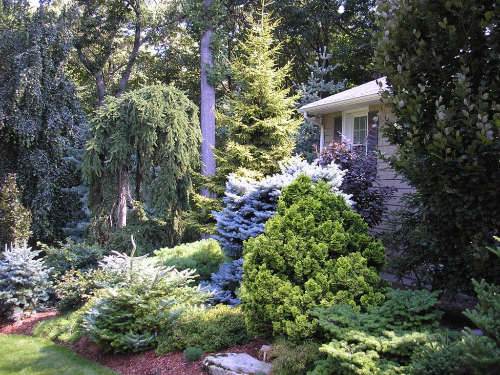 Tree & Shrub Planting example 2